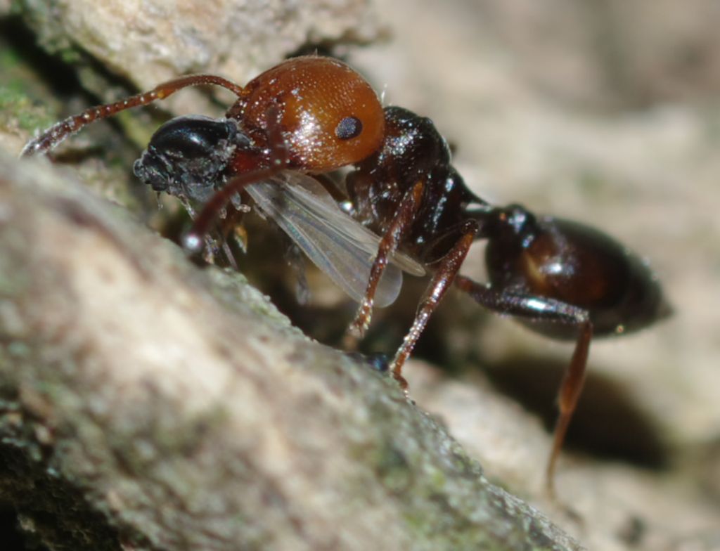 Crematogaster scutellaris